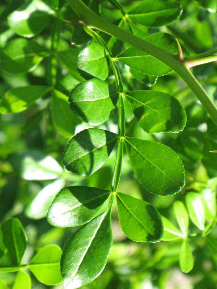              Compound leaf (Winter Haven, FL)       